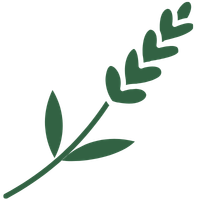 French Lavender